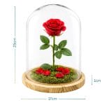 Campana in vetro trasparente con rosa rossa su base in legno, altezza 25 cm, decorazione elegante