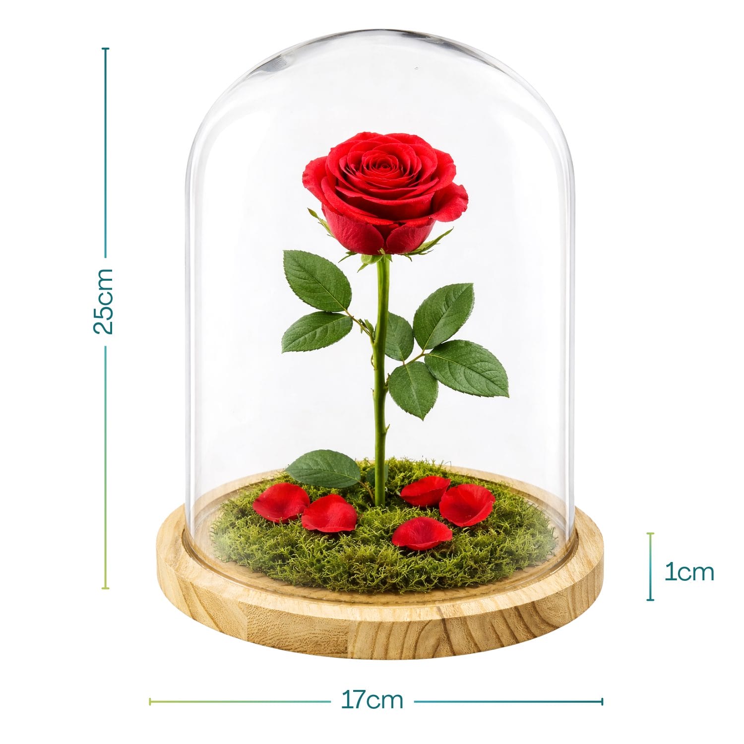 Campana in vetro trasparente con rosa rossa su base in legno, altezza 25 cm, decorazione elegante