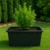 Mastellone nero 250 litri usato come fioriera da esterno con pianta verde