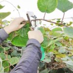 4-pinza-legatrice-manuale-