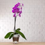 coreografica terriccio orchidea