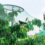 rete-uccelli2