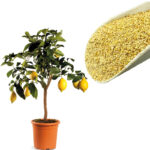 lupini-1