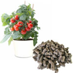 guano-1