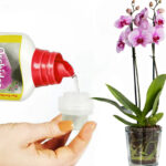 concime-orchidee-1