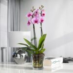 coreografica-orchidee