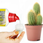 concime-cactus-1
