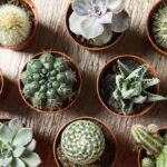concime-cactus-2
