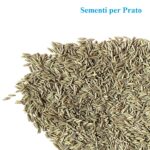 7-prato-semina