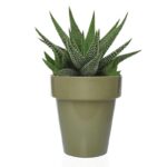 VASO-ROTONDO- OLIVA