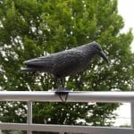 Corvo spaventapiccioni realistico per ringhiera balcone, repellente uccelli da esterno